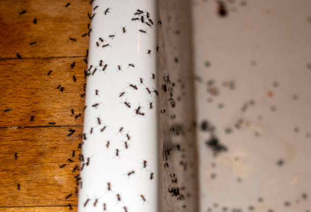 Best Bird Control  in Hales Corners, WI