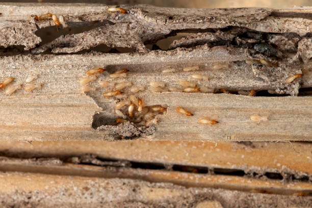 Best Affordable Pest Control Services  in Hales Corners, WI